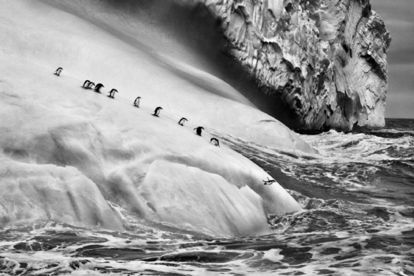Sebastião Salgado: Ghiacciai in mostra al MART e MUSE